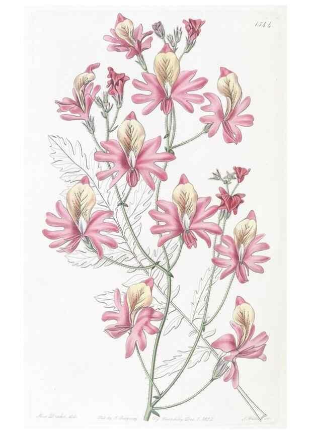 Reproducción/Reproduction 49824685713: Edwards's botanical register.. London :James Ridgway,1829-1847.. 