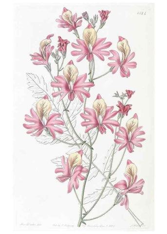 Reproducción/Reproduction 49824685713: Edwards's botanical register.. London :James Ridgway,1829-1847.. 
