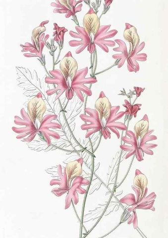 Reproducción/Reproduction 49824685713: Edwards's botanical register.. London :James Ridgway,1829-1847.. 