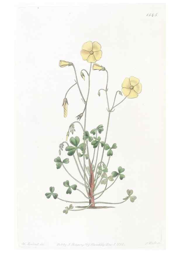 Reproducción/Reproduction 49824685893: Edwards's botanical register.. London :James Ridgway,1829-1847.. 