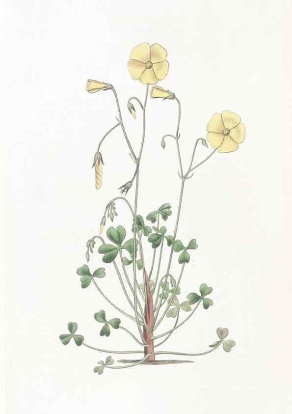 Reproducción/Reproduction 49824685893: Edwards's botanical register.. London :James Ridgway,1829-1847.. 