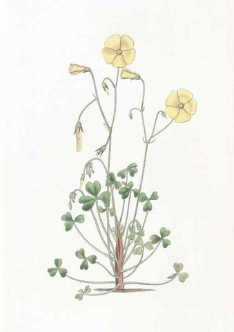 Reproducción/Reproduction 49824685893: Edwards's botanical register.. London :James Ridgway,1829-1847.. 