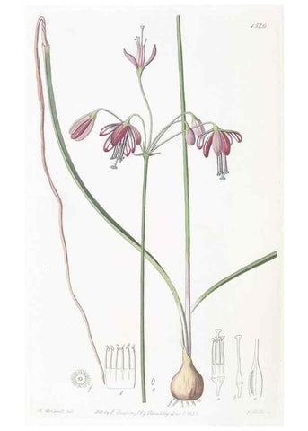 Reproducción/Reproduction 49824686093: Edwards's botanical register.. London :James Ridgway,1829-1847.. 