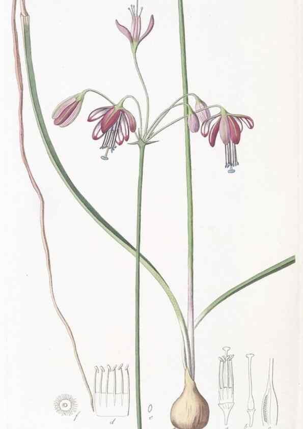 Reproducción/Reproduction 49824686093: Edwards's botanical register.. London :James Ridgway,1829-1847.. 