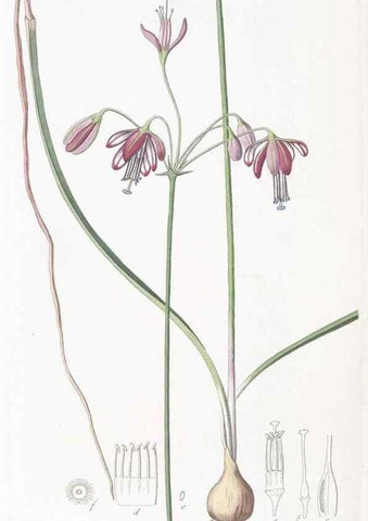 Reproducción/Reproduction 49824686093: Edwards's botanical register.. London :James Ridgway,1829-1847.. 