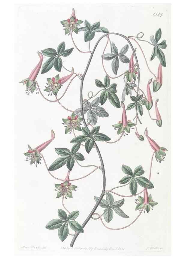 Reproducción/Reproduction 49824686268: Edwards's botanical register.. London :James Ridgway,1829-1847.. 