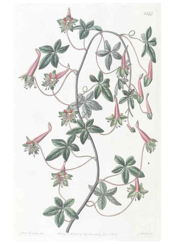 Reproducción/Reproduction 49824686268: Edwards's botanical register.. London :James Ridgway,1829-1847.. 