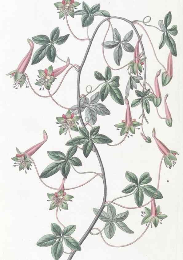 Reproducción/Reproduction 49824686268: Edwards's botanical register.. London :James Ridgway,1829-1847.. 