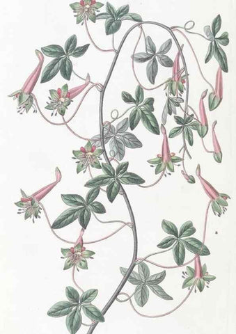 Reproducción/Reproduction 49824686268: Edwards's botanical register.. London :James Ridgway,1829-1847.. 