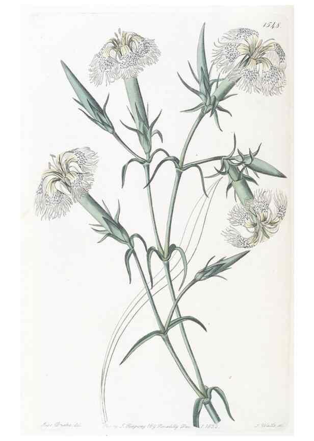 Reproducción/Reproduction 49825218886: Edwards's botanical register.. London :James Ridgway,1829-1847.. 