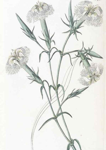 Reproducción/Reproduction 49825218886: Edwards's botanical register.. London :James Ridgway,1829-1847.. 