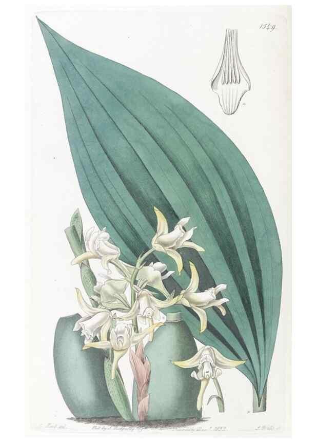 Reproducción/Reproduction 49825219196: Edwards's botanical register.. London :James Ridgway,1829-1847.. 