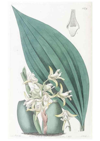 Reproducción/Reproduction 49825219196: Edwards's botanical register.. London :James Ridgway,1829-1847.. 