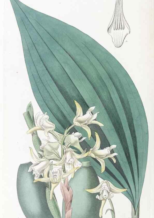 Reproducción/Reproduction 49825219196: Edwards's botanical register.. London :James Ridgway,1829-1847.. 