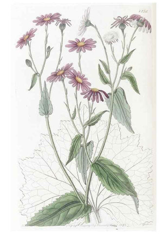 Reproducción/Reproduction 49825219481: Edwards's botanical register.. London :James Ridgway,1829-1847.. 