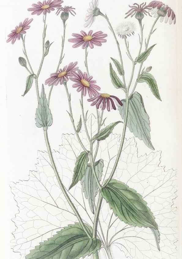 Reproducción/Reproduction 49825219481: Edwards's botanical register.. London :James Ridgway,1829-1847.. 