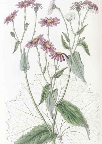 Reproducción/Reproduction 49825219481: Edwards's botanical register.. London :James Ridgway,1829-1847.. 