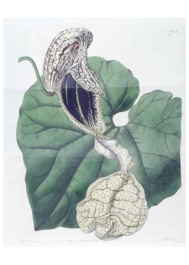 Reproducción/Reproduction 49825538712: Edwards's botanical register.. London :James Ridgway,1829-1847.. 