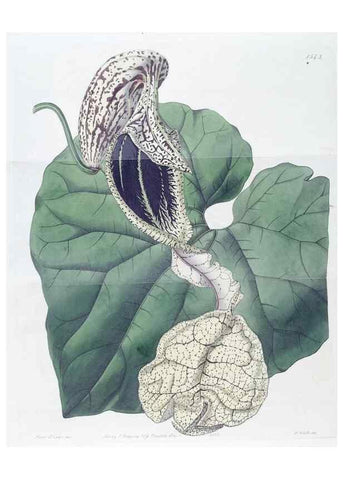 Reproducción/Reproduction 49825538712: Edwards's botanical register.. London :James Ridgway,1829-1847.. 