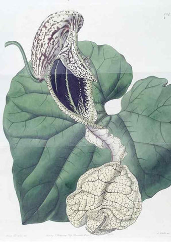 Reproducción/Reproduction 49825538712: Edwards's botanical register.. London :James Ridgway,1829-1847.. 