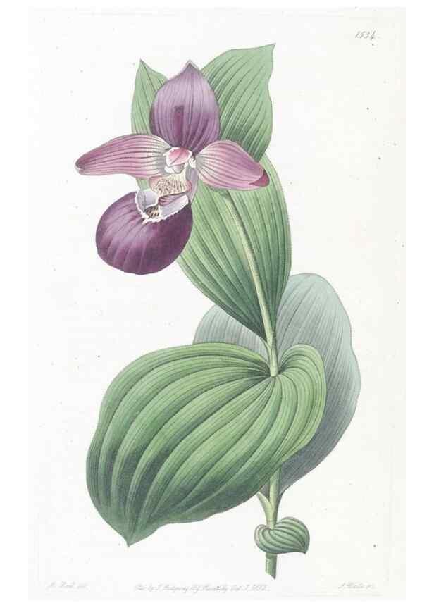 Reproducción/Reproduction 49824683318: Edwards's botanical register.. London :James Ridgway,1829-1847.. 