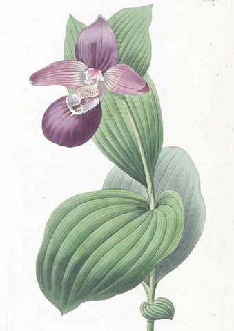 Reproducción/Reproduction 49824683318: Edwards's botanical register.. London :James Ridgway,1829-1847.. 