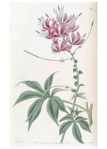 Reproducción/Reproduction 49825649462: Edwards's botanical register.. London :James Ridgway,1829-1847.. 