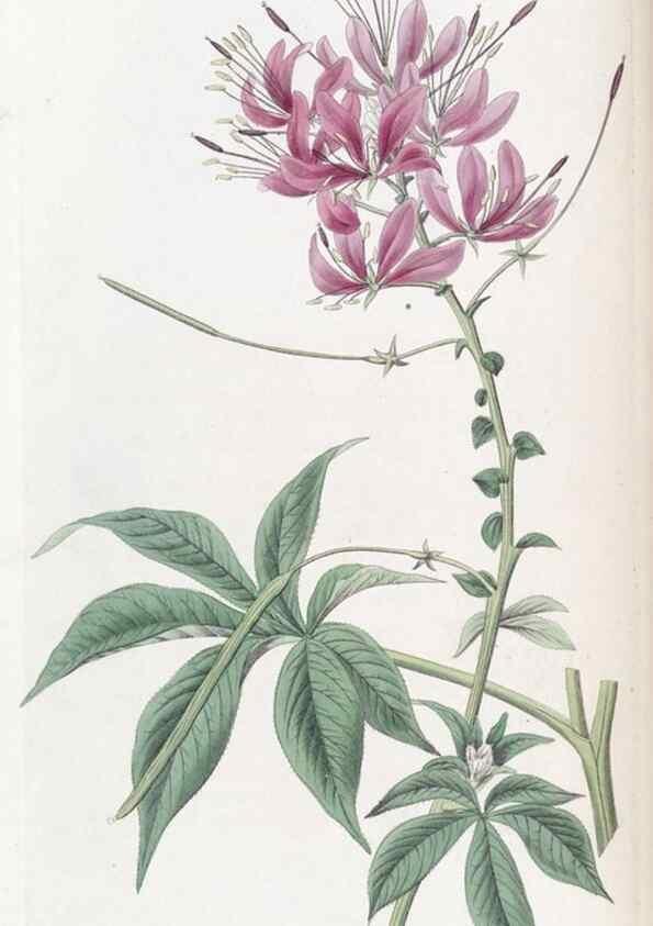 Reproducción/Reproduction 49825649462: Edwards's botanical register.. London :James Ridgway,1829-1847.. 