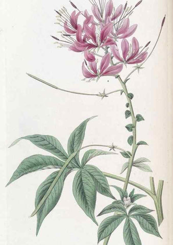Reproducción/Reproduction 49825649462: Edwards's botanical register.. London :James Ridgway,1829-1847.. 