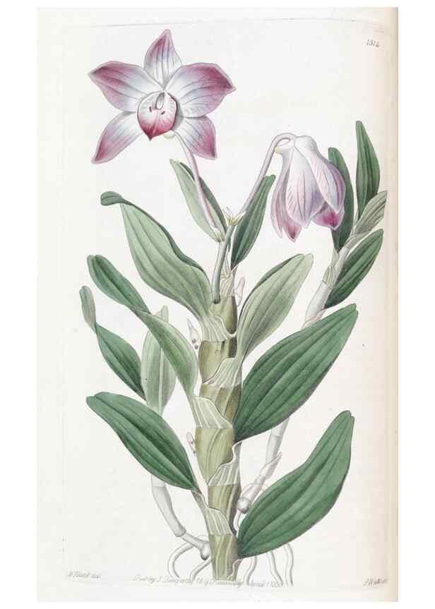 Reproducción/Reproduction 49824795858: Edwards's botanical register.. London :James Ridgway,1829-1847.. 