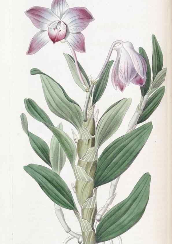 Reproducción/Reproduction 49824795858: Edwards's botanical register.. London :James Ridgway,1829-1847.. 
