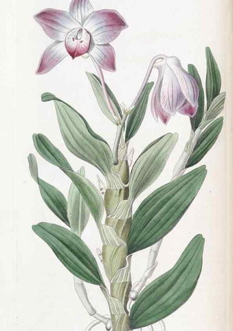 Reproducción/Reproduction 49824795858: Edwards's botanical register.. London :James Ridgway,1829-1847.. 