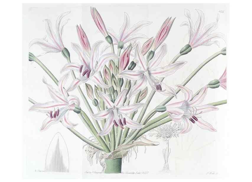 Reproducción/Reproduction 49825334221: Edwards's botanical register.. London :James Ridgway,1829-1847.. 