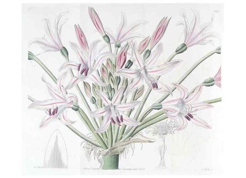 Reproducción/Reproduction 49825334221: Edwards's botanical register.. London :James Ridgway,1829-1847.. 