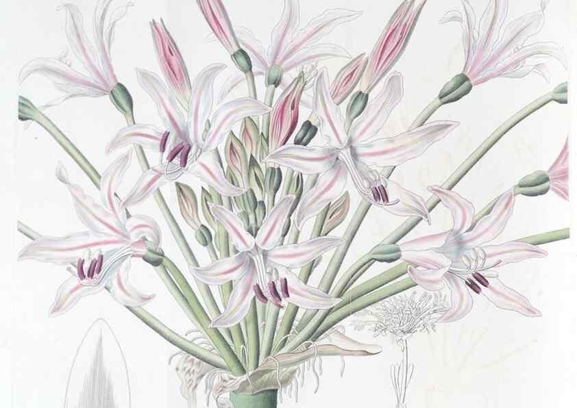 Reproducción/Reproduction 49825334221: Edwards's botanical register.. London :James Ridgway,1829-1847.. 