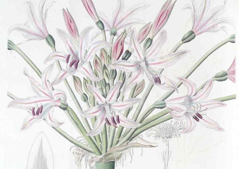 Reproducción/Reproduction 49825334221: Edwards's botanical register.. London :James Ridgway,1829-1847.. 
