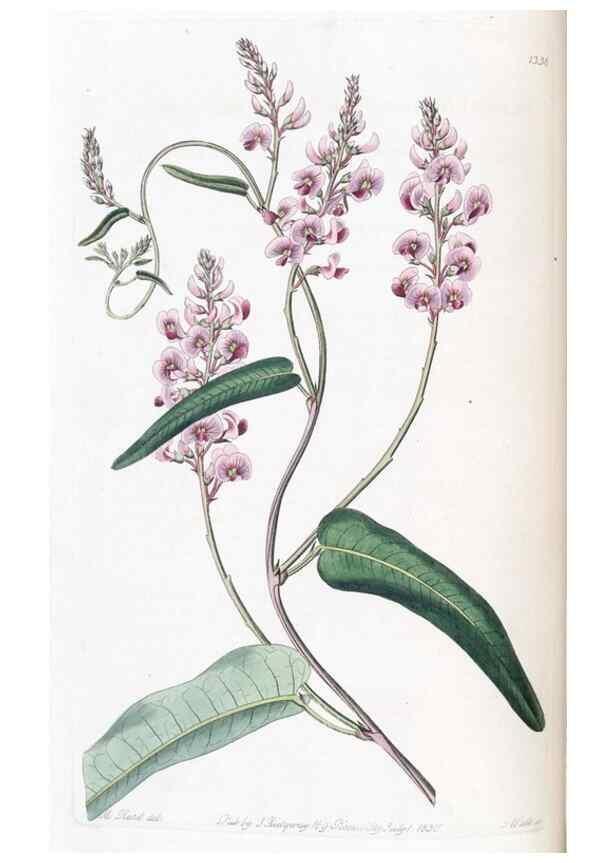 Reproducción/Reproduction 49824801543: Edwards's botanical register.. London :James Ridgway,1829-1847.. 