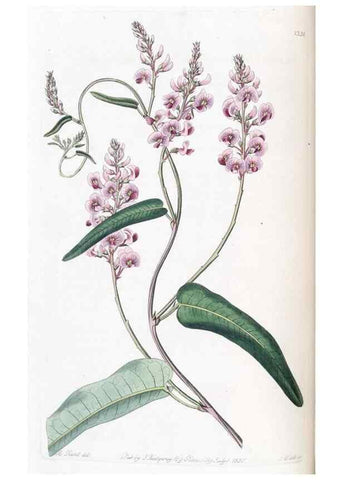 Reproducción/Reproduction 49824801543: Edwards's botanical register.. London :James Ridgway,1829-1847.. 
