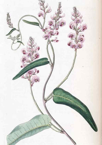 Reproducción/Reproduction 49824801543: Edwards's botanical register.. London :James Ridgway,1829-1847.. 