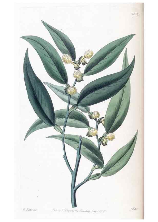 Reproducción/Reproduction 49825334776: Edwards's botanical register.. London :James Ridgway,1829-1847.. 