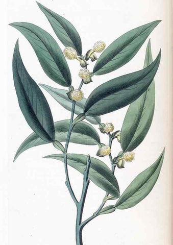 Reproducción/Reproduction 49825334776: Edwards's botanical register.. London :James Ridgway,1829-1847.. 