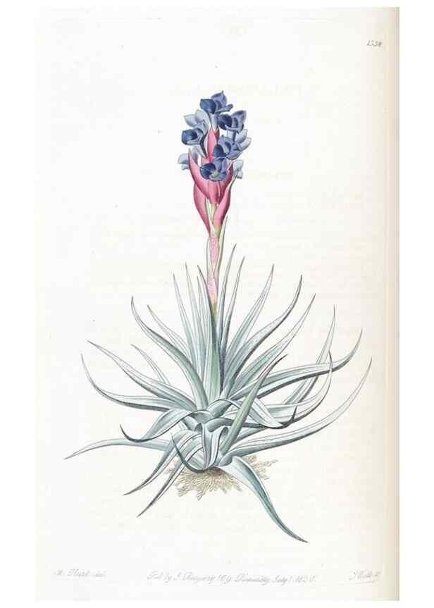 Reproducción/Reproduction 49824801998: Edwards's botanical register.. London :James Ridgway,1829-1847.. 