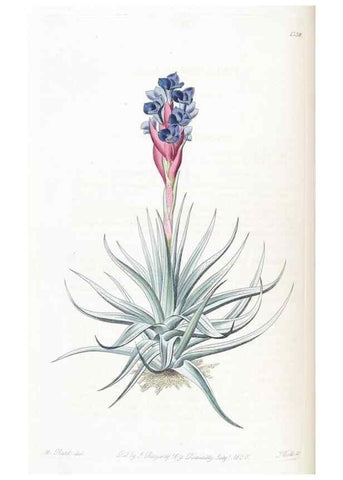 Reproducción/Reproduction 49824801998: Edwards's botanical register.. London :James Ridgway,1829-1847.. 