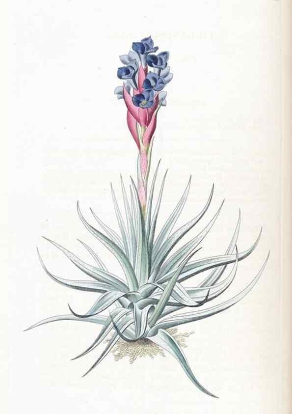 Reproducción/Reproduction 49824801998: Edwards's botanical register.. London :James Ridgway,1829-1847.. 