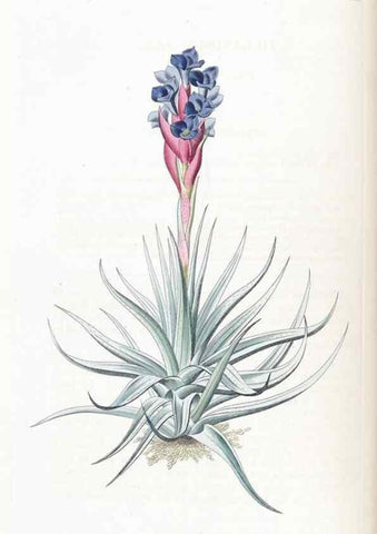 Reproducción/Reproduction 49824801998: Edwards's botanical register.. London :James Ridgway,1829-1847.. 