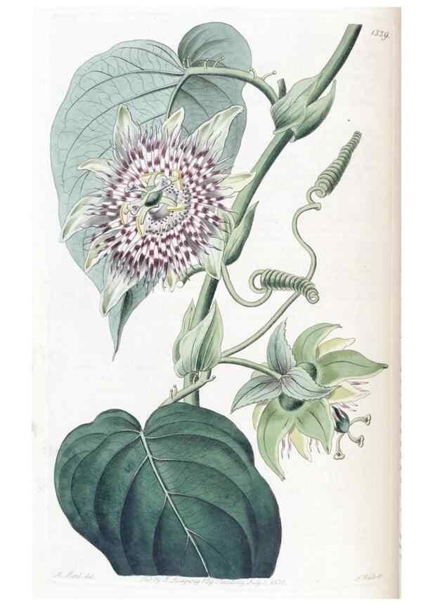 Reproducción/Reproduction 49824802218: Edwards's botanical register.. London :James Ridgway,1829-1847.. 