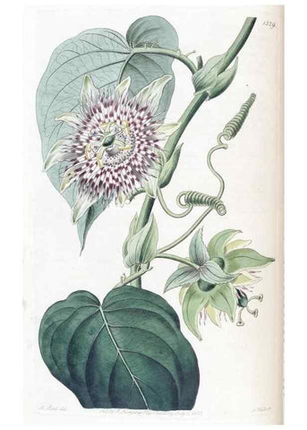 Reproducción/Reproduction 49824802218: Edwards's botanical register.. London :James Ridgway,1829-1847.. 