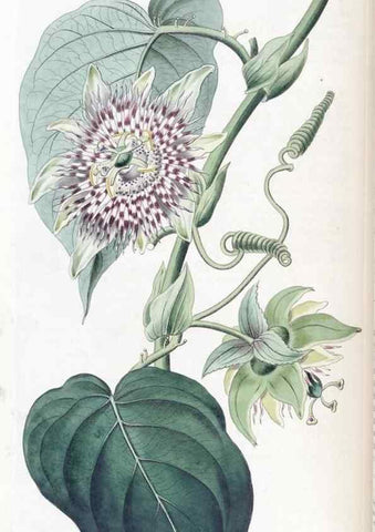 Reproducción/Reproduction 49824802218: Edwards's botanical register.. London :James Ridgway,1829-1847.. 