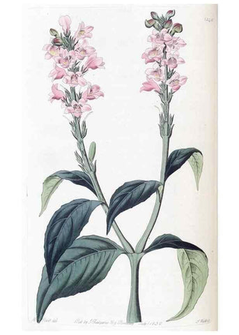 Reproducción/Reproduction 49825335511: Edwards's botanical register.. London :James Ridgway,1829-1847.. 