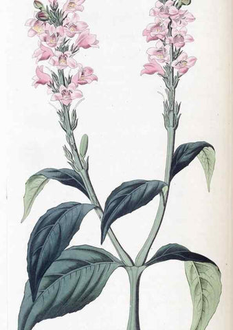 Reproducción/Reproduction 49825335511: Edwards's botanical register.. London :James Ridgway,1829-1847.. 
